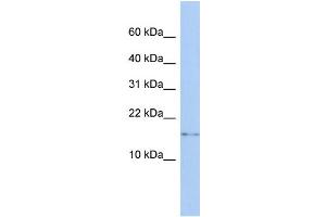 WB Suggested Anti-CISD2 Antibody Titration:  0. (CISD2 抗体  (N-Term))