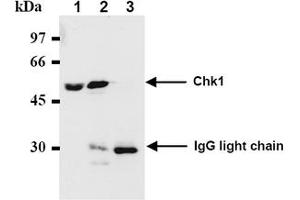 Western Blotting (WB) image for anti-Checkpoint Kinase 1 (CHEK1) antibody (ABIN487487) (CHEK1 抗体)