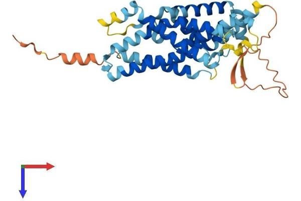 GPR160 Protein (AA 1-338) (His tag)