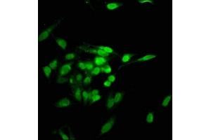 Immunofluorescence staining of Hela cells with ABIN7142118 at 1:100, counter-stained with DAPI. (TNKS1BP1 抗体  (AA 271-375))