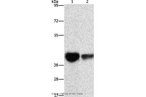 Western blot analysis of Mouse brain tissue and NIH/3T3 cell, using IDH3G Polyclonal Antibody at dilution of 1:350 (IDH3G 抗体)