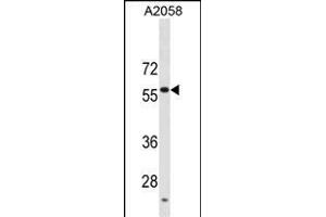 USP14 Antibody (C-term) (ABIN1881985 and ABIN2838857) western blot analysis in  cell line lysates (35 μg/lane). (USP14 抗体  (C-Term))