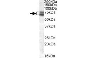 ARNTL polyclonal antibody  (0. (ARNTL 抗体)