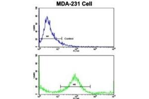 Flow Cytometry (FACS) image for anti-Keratin 4 (KRT4) antibody (ABIN3002775) (KRT4 抗体)