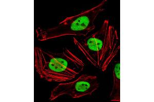 Fluorescent image of Hela cells stained with FAM50A Antibody . (FAM50A 抗体  (C-Term))