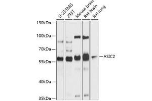 Western blot analysis of extracts of various cell lines, using  antibody (ABIN6129939, ABIN6137189, ABIN6137190 and ABIN6214773) at 1:1000 dilution. (ACCN1 抗体  (AA 120-400))