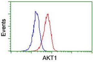 Image no. 3 for anti-V-Akt Murine Thymoma Viral Oncogene Homolog 1 (AKT1) antibody (ABIN1496557) (AKT1 抗体)