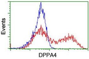 Image no. 1 for anti-Developmental Pluripotency Associated 4 (DPPA4) (AA 9-254) antibody (ABIN1491698) (DPPA4 抗体  (AA 9-254))