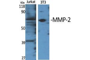 Western Blot (WB) analysis of specific cells using MMP-2 Polyclonal Antibody. (MMP2 抗体  (C-Term))