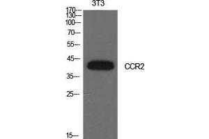Western Blot (WB) analysis of NIH-3T3 cells using CD192 Polyclonal Antibody.