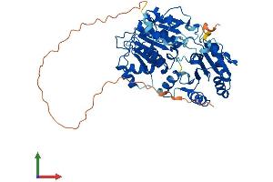 AlphaFold protein structure predicition of Mouse Recombinant Ddx6 Protein, UniprotID P54823
