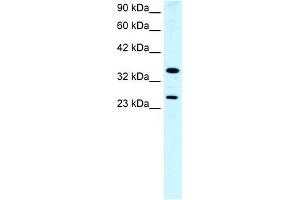 WB Suggested Anti-ASGR2 Antibody Titration:  0.