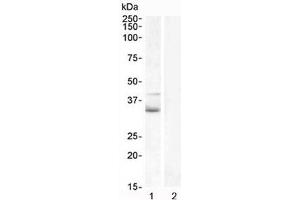 Western blot testing of human 1) Jurkat lysate and 2) U937 (negative control) lysate with WNT4 antibody at 1ug/ml. (WNT4 抗体)