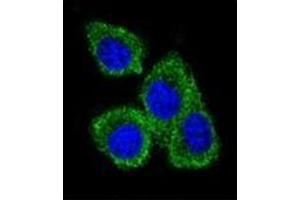 Confocal immunofluorescent analysis of PIP / GCDFP15 Antibody (C-term) Cat. (PIP 抗体  (C-Term))
