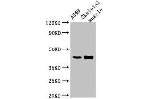 Western Blot Positive WB detected in: A549 whole cell lysate, Mouse skeletal muscle tissue All lanes: PPM1K antibody at 2. (PPM1K 抗体  (AA 30-372))