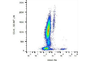 Flow cytometry analysis (surface staining) of human peripheral blood leukocytes with anti-CD21 (LT21) PE. (CD21 抗体  (PE))