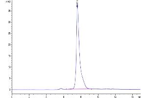Size-exclusion chromatography-High Pressure Liquid Chromatography (SEC-HPLC) image for Peptidoglycan Recognition Protein 1 (PGLYRP1) (AA 19-182) protein (Fc Tag) (ABIN7275450)