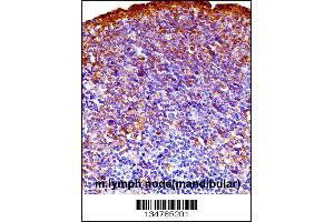 Mouse Gsk3a Antibody immunohistochemistry analysis in formalin fixed and paraffin embedded mouse lymph node(mandibular) followed by peroxidase conjugation of the secondary antibody and DAB staining. (GSK3 alpha 抗体  (C-Term))