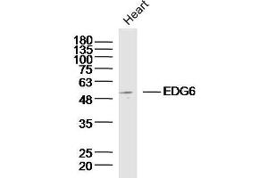 Mouse heart lysates probed with EDG6 Polyclonal Antibody, unconjugated  at 1:300 overnight at 4°C followed by a conjugated secondary antibody at 1:10000 for 90 minutes at 37°C.