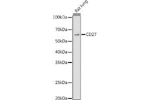 Western blot analysis of extracts of Rat lung, using CD27 antibody (ABIN3022680, ABIN3022681, ABIN3022682 and ABIN6219092) at 1:1000 dilution. (CD27 抗体  (AA 20-191))