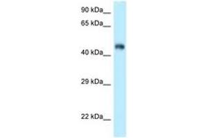 Image no. 1 for anti-F-Box and Leucine-Rich Repeat Protein 3 (FBXL3) (AA 239-288) antibody (ABIN6747870)