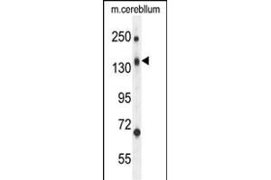 C Antibody (N-term) (ABIN654596 and ABIN2844295) western blot analysis in mouse cerebellum tissue lysates (35 μg/lane). (CD109 抗体  (N-Term))