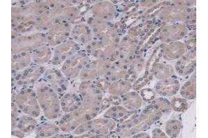 IHC-P analysis of Mouse Kidney Tissue, with DAB staining. (MUC5B 抗体  (AA 75-295))
