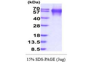 LAMP1 Protein (AA 29-382) (His tag)