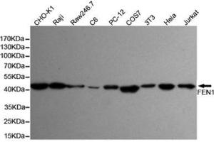 Western blot detection of FEN-1 in Hela,Jurkat,3T3,COS7,PC-12,C6,Raw264. (FEN1 抗体)