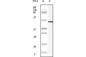 Western Blotting (WB) image for anti-Vimentin (VIM) (truncated) antibody (ABIN2464120) (Vimentin 抗体  (truncated))