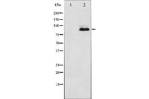 Western blot analysis of PKC zeta expression in PMA treated COS7 whole cell lysates,The lane on the left is treated with the antigen-specific peptide. (PKC zeta 抗体  (C-Term))