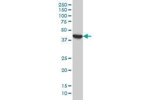 BCL2L14 monoclonal antibody (M01), clone 1F2 Western Blot analysis of BCL2L14 expression in A-549 . (BCL2L14 抗体  (AA 1-327))
