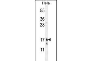 CLDN7 Antibody (C-term) (ABIN654139 and ABIN2844008) western blot analysis in Hela cell line lysates (35 μg/lane). (Claudin 7 抗体  (C-Term))