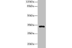 Western blot All lanes: HSD17B11 antibody at 10 μg/mL + Mouse lung tissue Secondary Goat polyclonal to rabbit IgG at 1/10000 dilution Predicted band size: 33 kDa Observed band size: 33 kDa (HSD17B11 抗体  (AA 20-300))