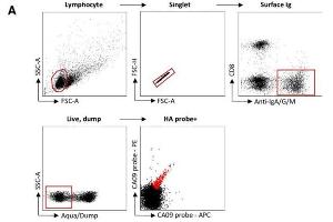 Recovery and expression of ferret immunoglobulins from HA-specific B cells. (山羊 anti-雪貂 IgA, IgG, IgM Antibody (FITC))