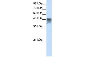 WB Suggested Anti-RBMS3 Antibody Titration:  2. (RBMS3 抗体  (C-Term))