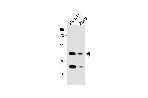 All lanes : Anti-FOLR1 Antibody (N-term) at 1:2000 dilution Lane 1: 293T/17 whole cell lysate Lane 2: A549 whole cell lysate Lysates/proteins at 20 μg per lane.