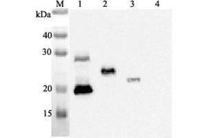 Western blot analysis using anti-IL-33 (human), mAb (IL33068A)  at 1:2'000 dilution. (IL-33 抗体)