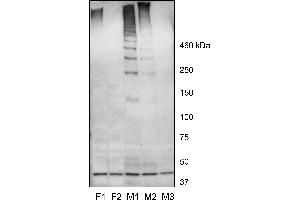 (ABIN768576) (0. (MUC19 抗体  (C-Term))