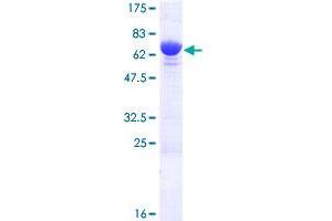 PPP1R12B Protein (AA 1-386) (GST tag)