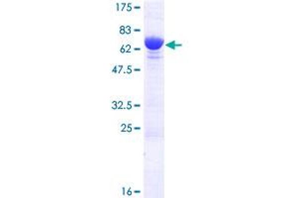 PPP1R12B Protein (AA 1-386) (GST tag)