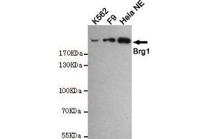Western blot detection of BRG1 in Hela NE,F9 and K562 cell lysates using BRG1 mouse mAb (1:1000 diluted). (SMARCA4 抗体)