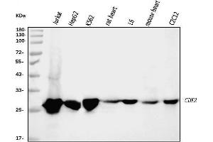 Western blot analysis of Cdk2 using anti-Cdk2 antibody (ABIN7602522).