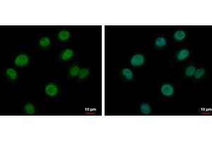 ICC/IF Image BRAF35 antibody detects BRAF35 protein at nucleus by immunofluorescent analysis. (HMG20B 抗体)