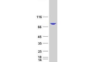 Western Blotting (WB) image for Dipeptidyl-Peptidase 3 (DPP3) (Transcript Variant 1) protein (Myc-DYKDDDDK Tag) (ABIN2719725)