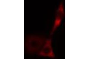 ABIN6269010 staining HeLa cells by IF/ICC. (HSPA9 抗体  (C-Term))