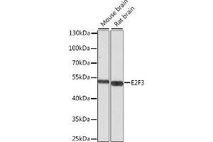 Western blot analysis of extracts of various cell lines, using E2F3 antibody (ABIN6134586, ABIN6139901, ABIN6139902 and ABIN7101833) at 1:1000 dilution. (E2F3 抗体  (AA 200-300))