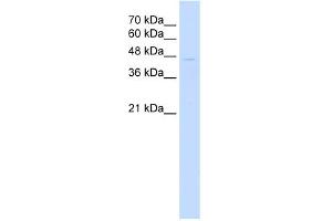 WB Suggested Anti-TRIM59 Antibody Titration:  0.
