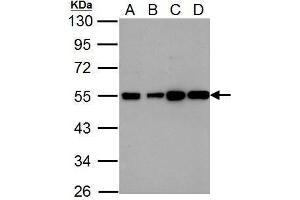 WB Image Histamine H2 Receptor antibody [N1], N-term detects HRH2 protein by Western blot analysis. (HRH2 抗体  (N-Term))