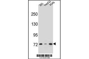 Western blot analysis in 293,HepG2,A549 cell line lysates (35ug/lane).